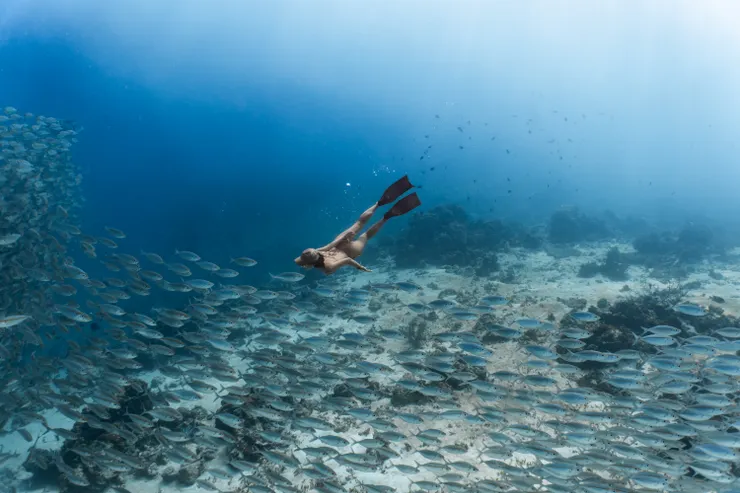 怎麼游都會被魚群圍繞