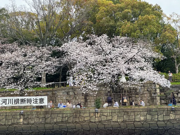 出發的時候還可以看城牆邊的櫻花景色