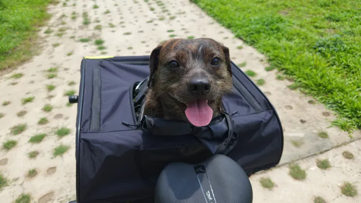 貨架有開頂,像是炭吉這樣的中型犬,可以把頭伸出來看風景。