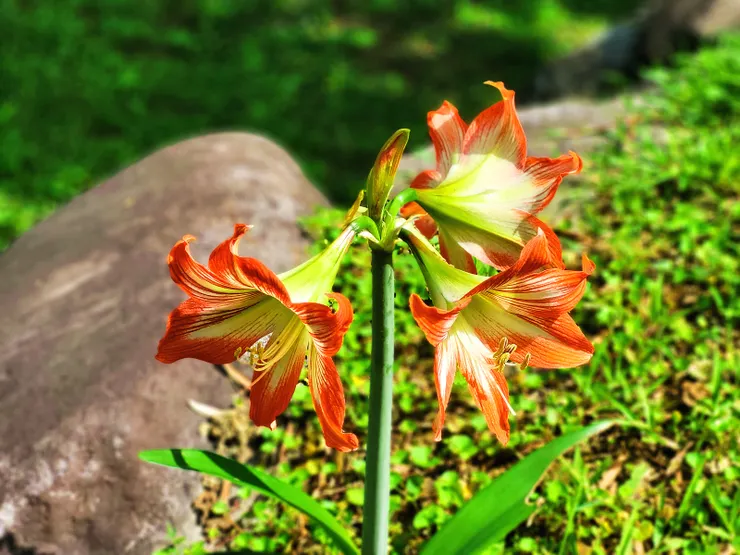 ▲情人湖公園的孤挺花（橙色：意味著健康和幸福）