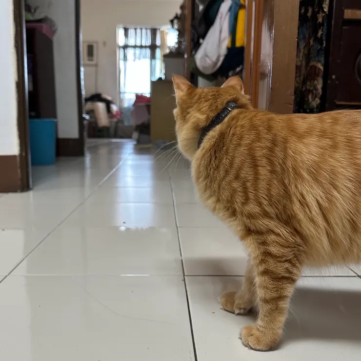 抵達老家，也要注意貓的基本需求與環境安全