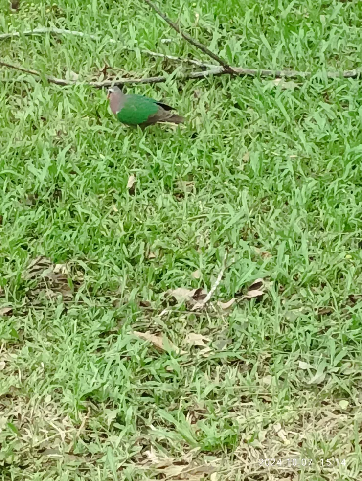 雌綠翅金鳩，自拍攝