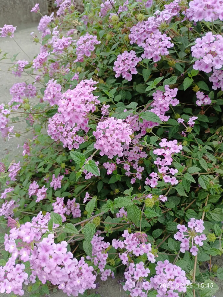 蔓馬櫻丹，自拍攝