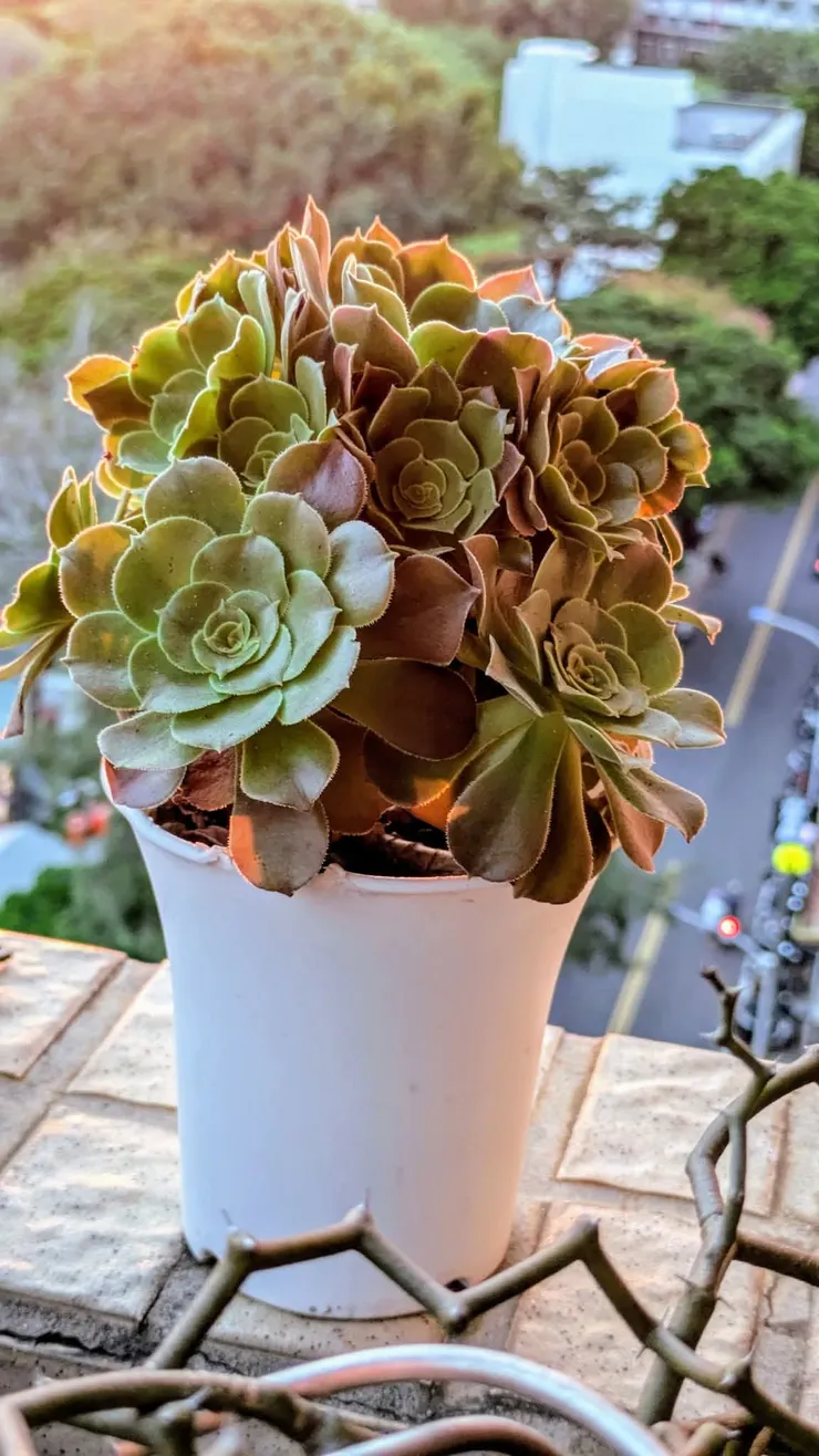 媽媽的多肉🫸💖🫷