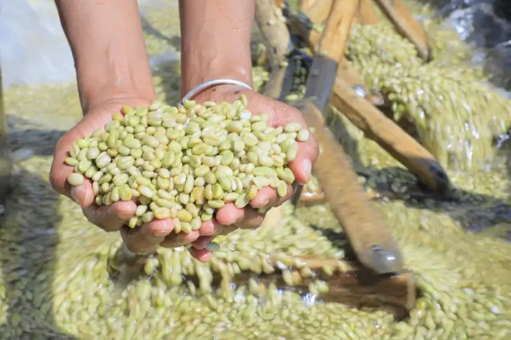 水洗的優質咖啡生豆