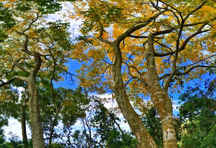 山毛櫸在陽光下黃葉閃爍如金，美極！