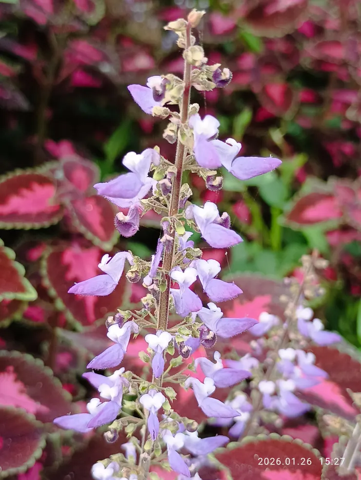 彩葉草花顏細緻淡雅