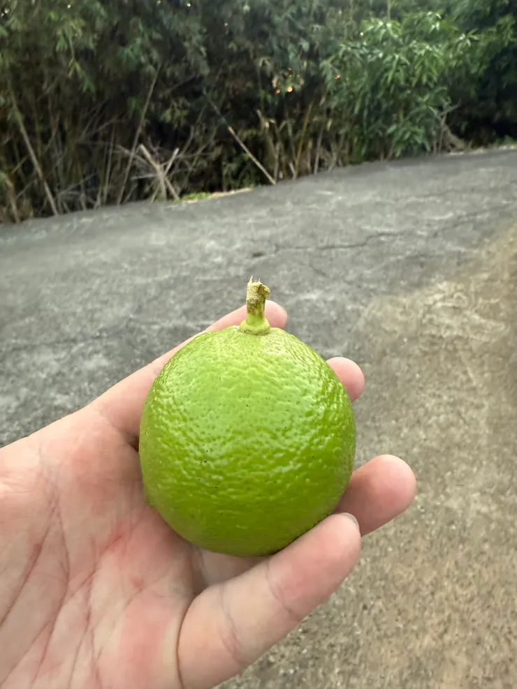 2025/10/12 現摘檸檬