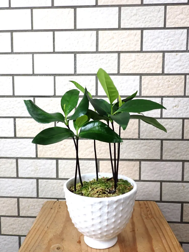 新店崇光社大113.09.18