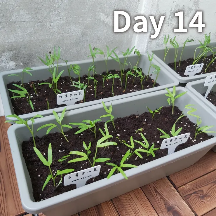 盆栽好好看，顏值UPUP🥰