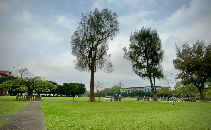 左方流蘇樹是3月初的樣態