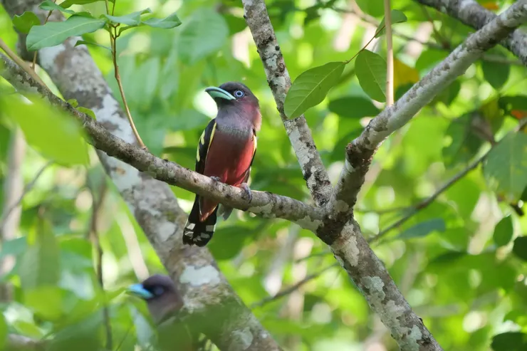 斑闊嘴鳥 Banded broadbill
