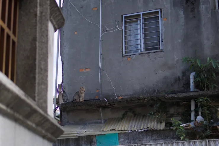 貓貓是增添牆面生命力的重要元素