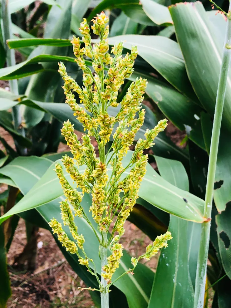 黃綠色尚未成熟的高粱