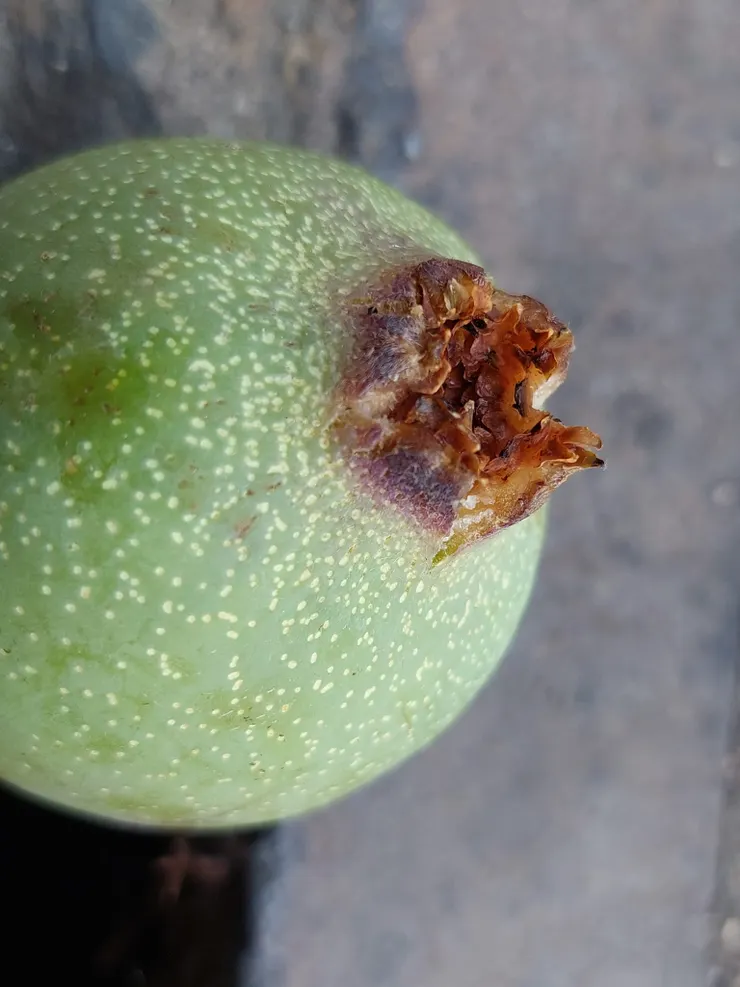 成熟的雄薜荔果尾端有孔，提供給成熟的雌薜荔小蜂飛出原本的巢穴，另尋產卵的基地。