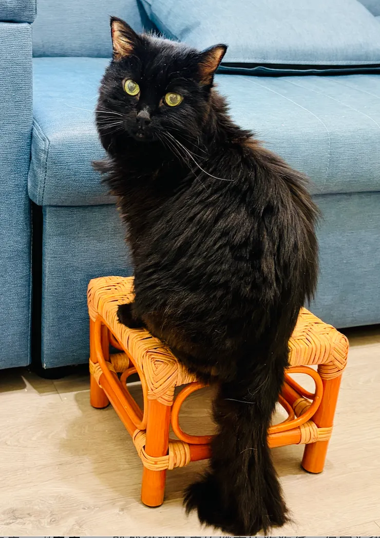 黑黑到後期已後腿無力，不太能跳到高的地方，但仍想到窗台曬太陽，所以替他放了小椅子，讓他能自行上下。