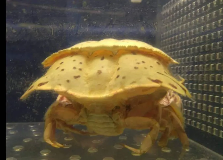 脫殼失敗的饅頭蟹