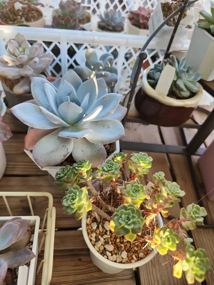 白色戀人第二年度夏，我就是懶得顧那身白粉，能活著就好了(哈)