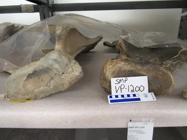 最早發現的猛瑪象肩胛骨 Photo:THE STATE MUSEUM OF PENNSYLVANIA