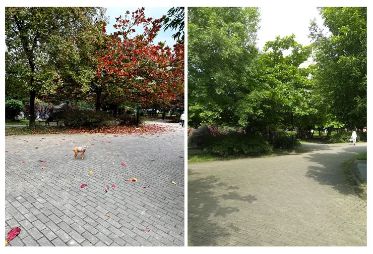 同一個地點,不同的季節。又開始想我們家小狗了:"小萌,換季了喔!"