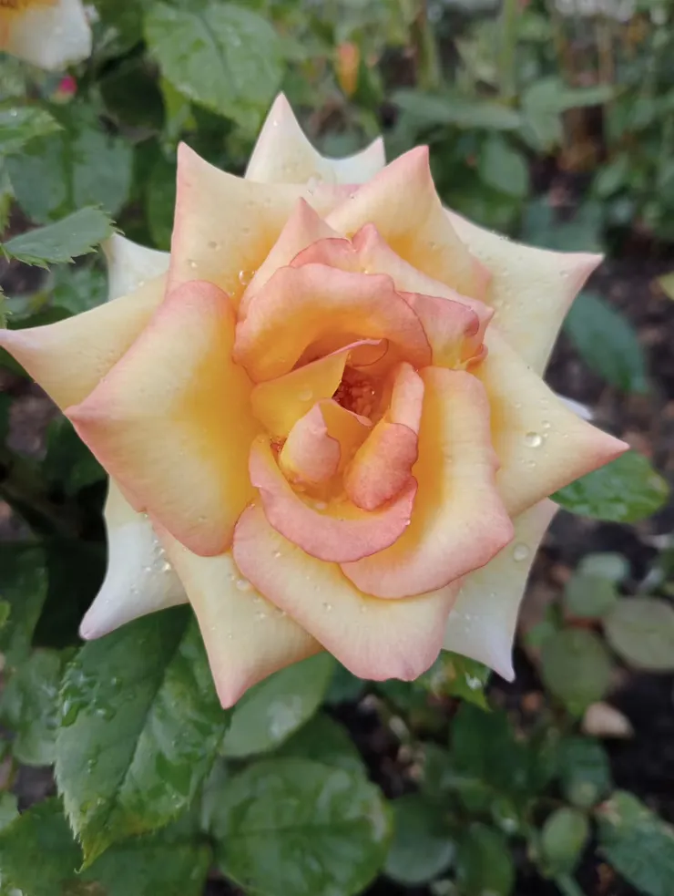 男人最愛的黃色玫瑰