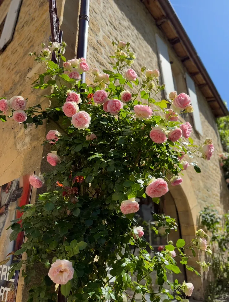 被這樣的美麗深深吸引著