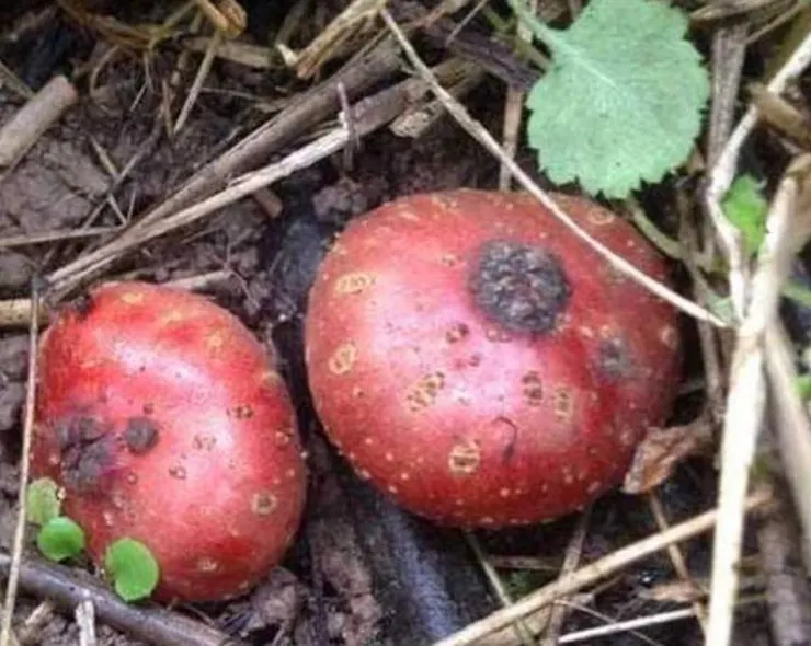 地枇杷(Ficus tikoua)