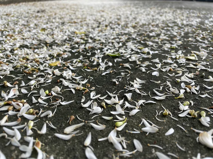 七里香的落花花瓣。(拍於上個月泰利颱風過後的放晴日）