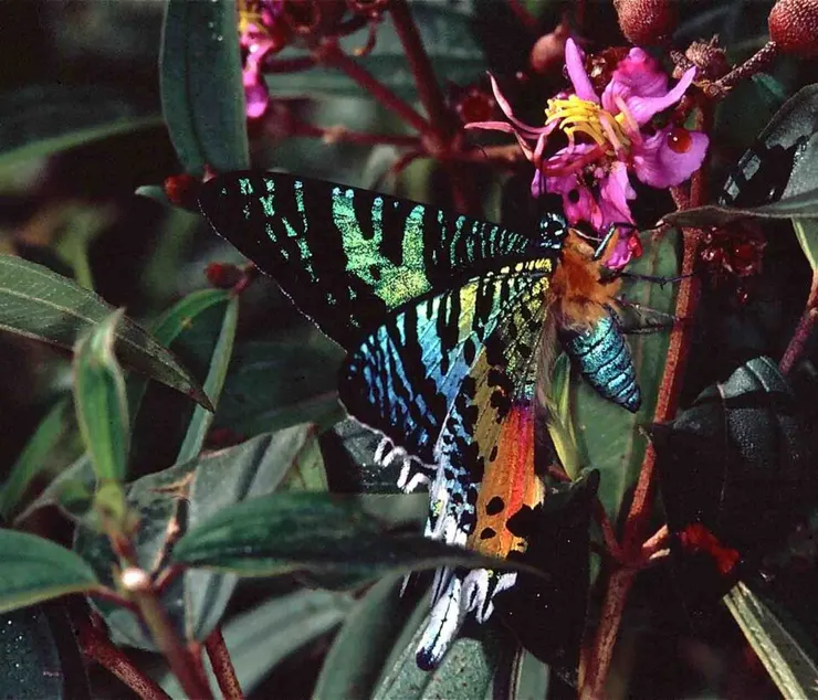 馬達加斯加日落蛾。引用自連結網站