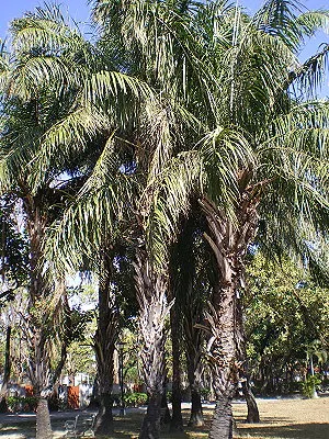 src