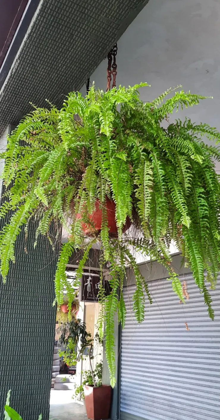 喜歡蕨類自然下垂的美，美到忍不住停下腳步拍起來留念(也木心拍攝)