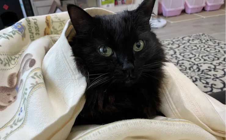 貓奴，辛苦了！