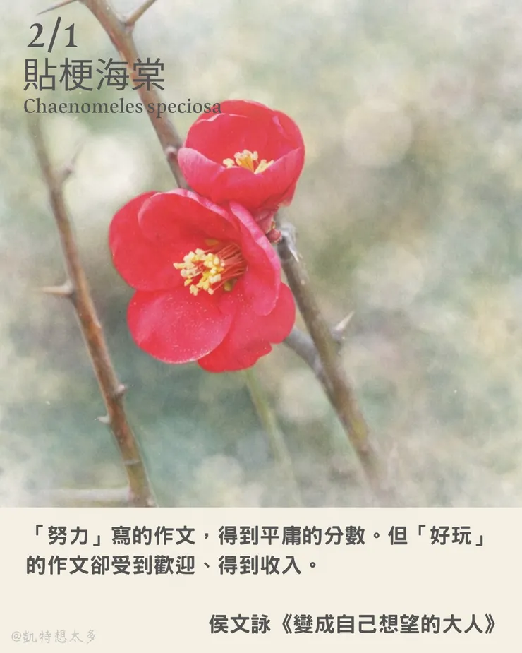 《一日一花・一句》｜2 月 1 日｜貼梗海棠 × 侯文詠《變成自己想望的大人》