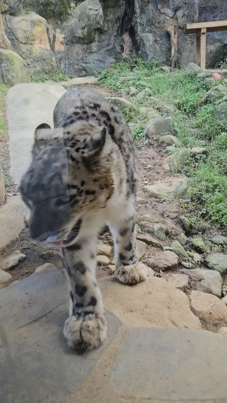 這應該是雪豹（？