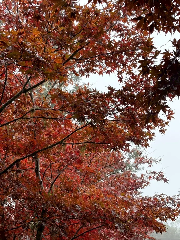 📢不是楓葉‼️剛好適逢紫葉槭（音同「醋」）的變色時節，非常非常美⋯