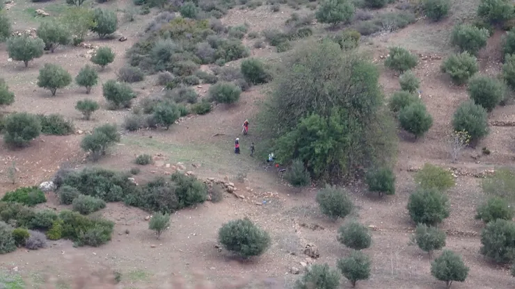 適逢橄欖採收季節, 摩洛哥還是人工採摘, 多數由婦女擔任。