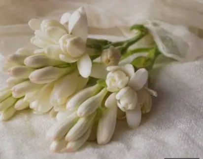 晚香玉已經是各大香水品牌都會使用的香氣 (圖片來源 : 網路)