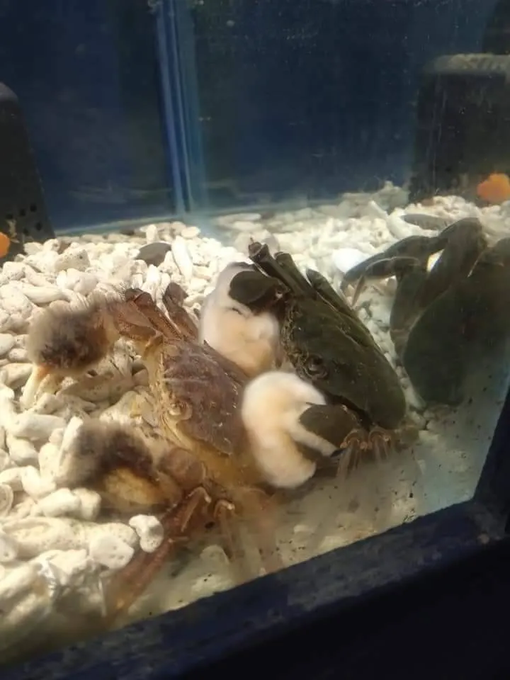 剛脫殼的毛蟹，新生的毛還是白白淨淨的