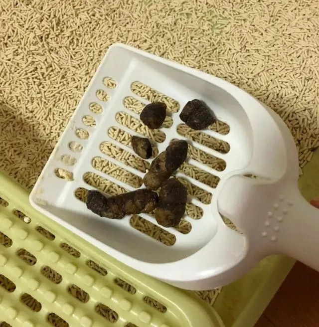 貓咪正常的糞便應該是成形、有彈性的  偏棕色