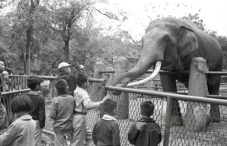 1967年4月4日，兒童節，臺北動物園免費開放12歲以下兒童遊園，兒童在園內與林王互動。