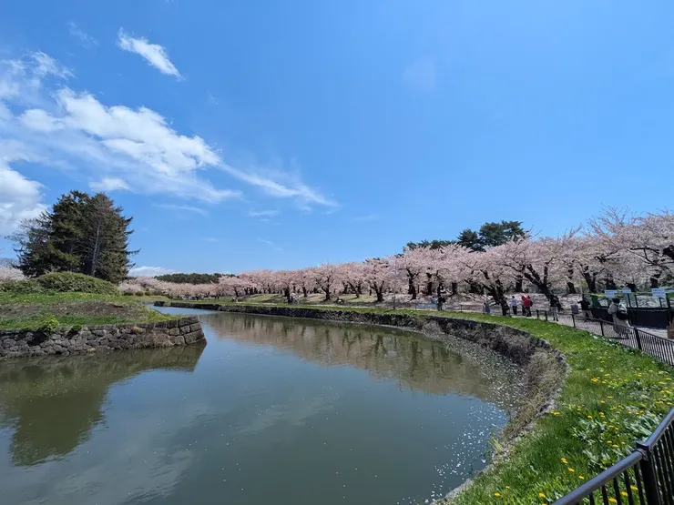 五稜郭護城河與櫻花