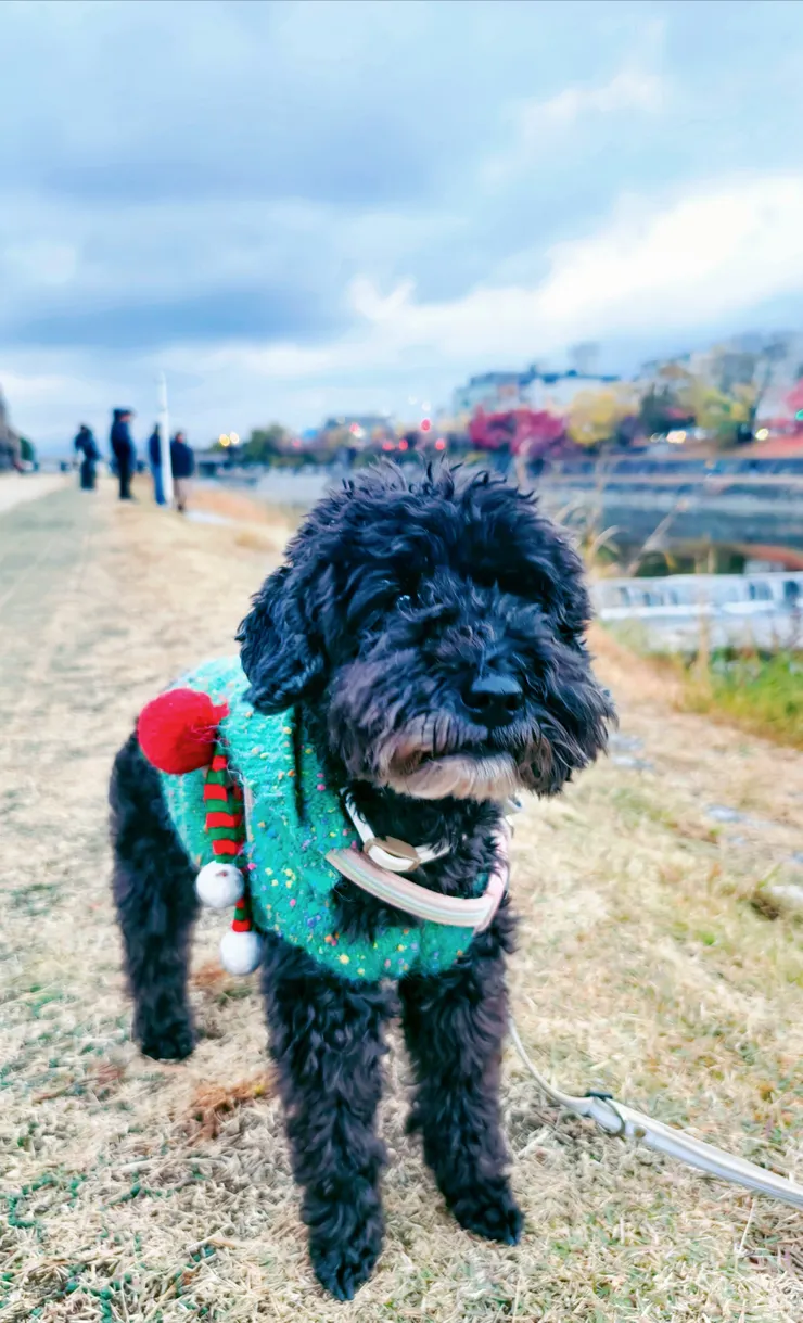 點兒的聖誕裝，引來很多讚美的眼光．．．