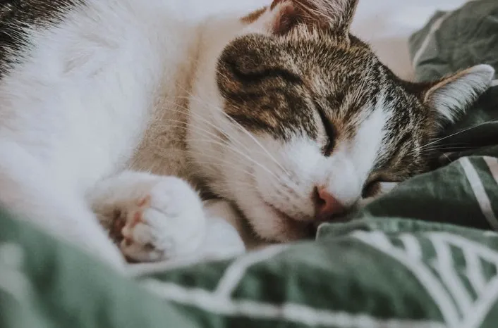 睡眠無論是哪種生命物種都很重要的一個環節