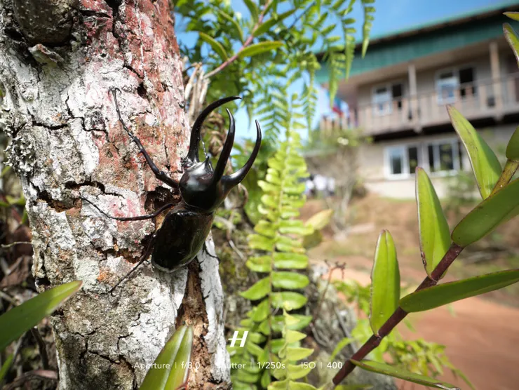 叢林少女營地山屋與大型南洋大兜雄蟲