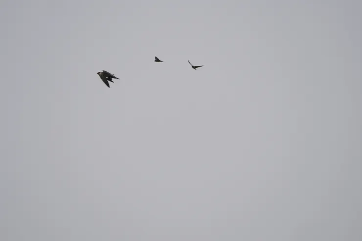 正在追捕燕子的燕隼