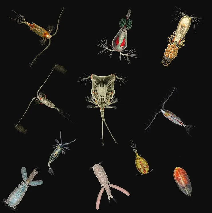 千奇百怪的橈腳類 