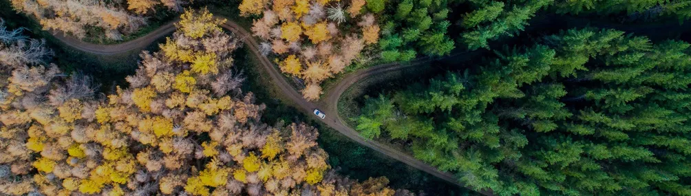 這裡有玫瑰就在這裡跳舞吧