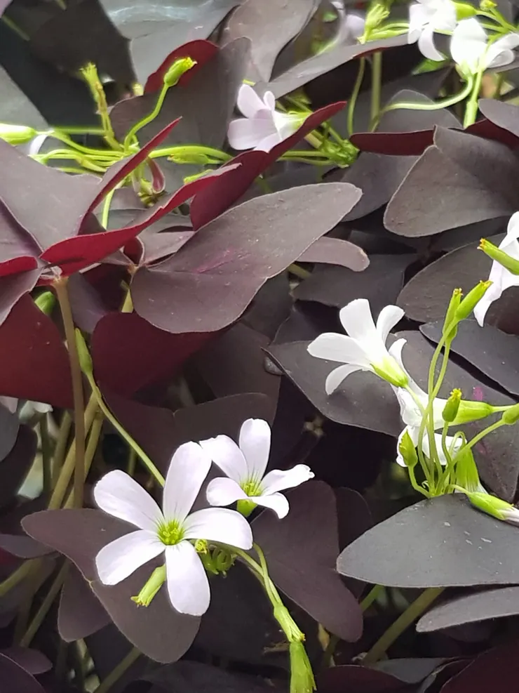 我都叫花兒們叫孩子！所以這個紫色幸運草被叫紫色孩子！去年秋冬種下，今年開始開花結果！攝於2023年六月【小倉鼠的花園筆記】