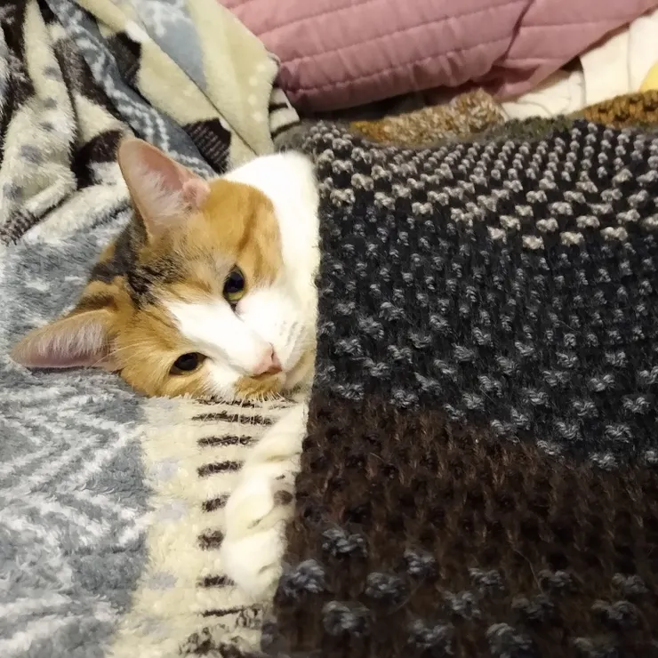 小比表示她不願意加入