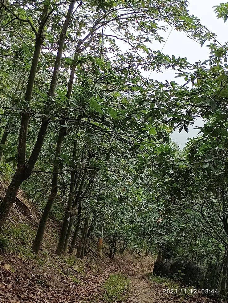 古徑小道凌亂，不見故舊迎面，自拍